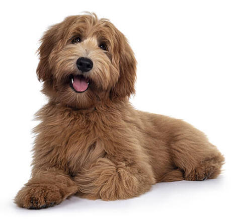 Labradoodle image 3