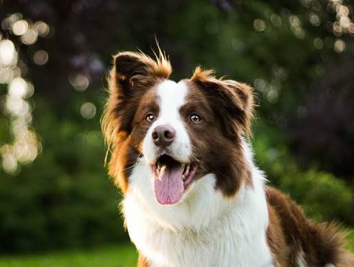 Border Collie image 3