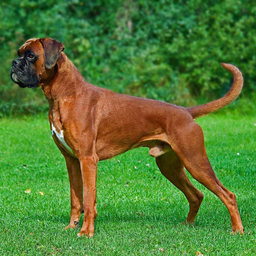 Boxer image 2