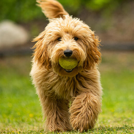 Golden Doodle image 2