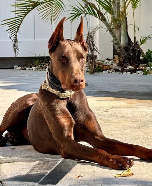 European Doberman image 3