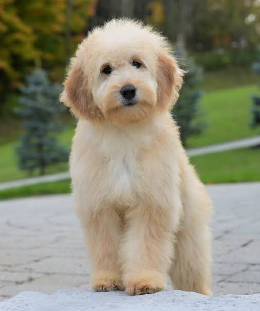 Golden Doodle image 3