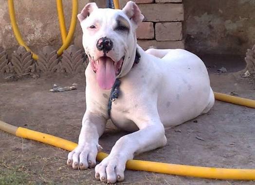 Indian Mastiff image 2