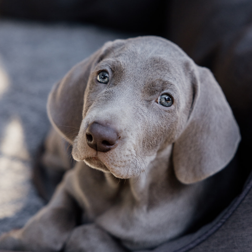 Weimaraner image 2