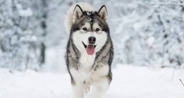 Siberian Husky image 3