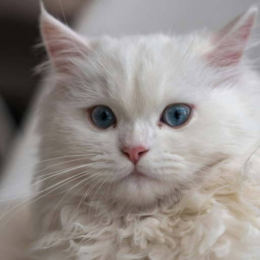 Persian cat