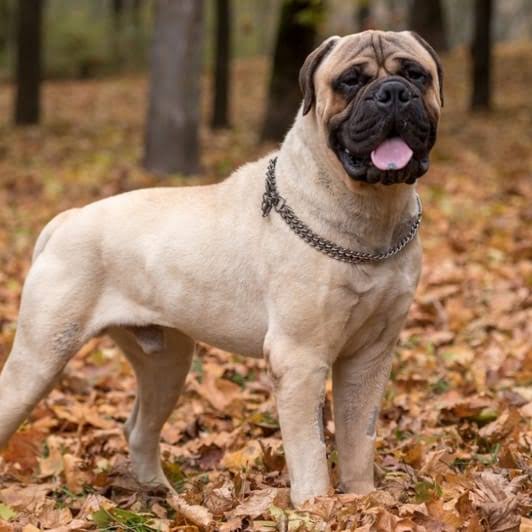 Bull Mastiff image 3