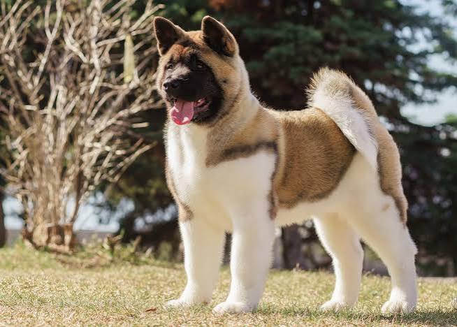 American Akita image 3