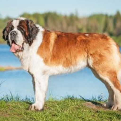 Saint Bernard image 2