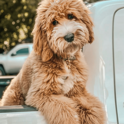 Golden Doodle image 2