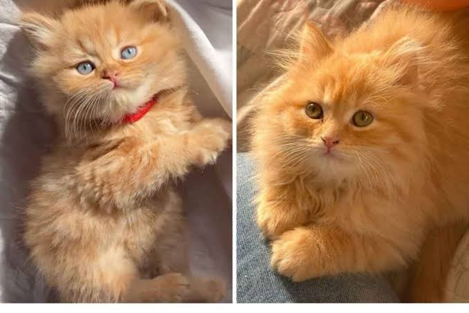 Persian cat image 2