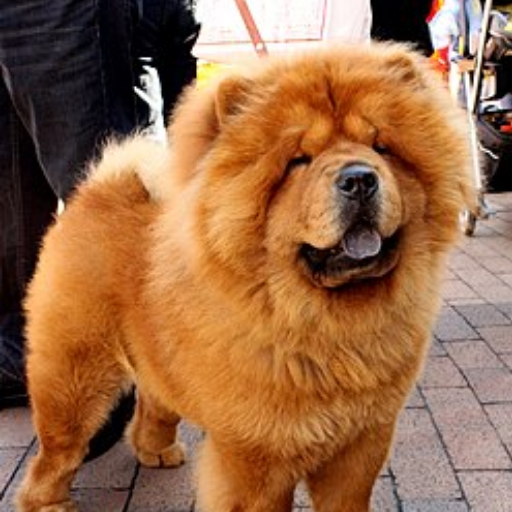 Chow Chow image 2