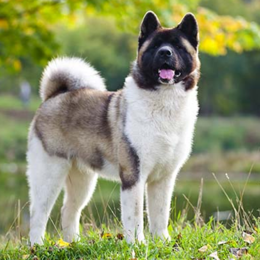 American Akita image 2