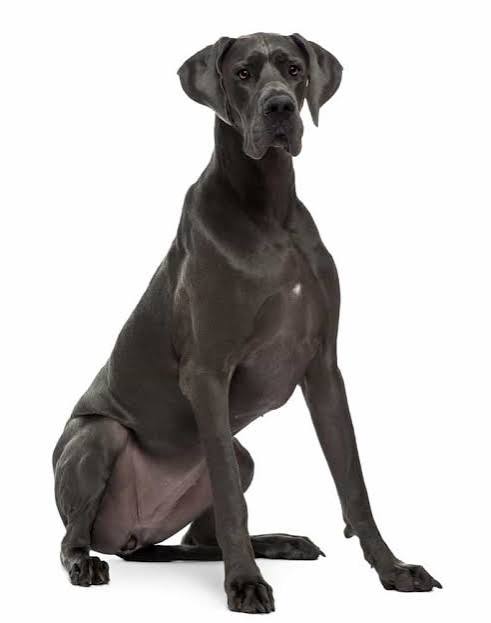 European Greatdane image 3