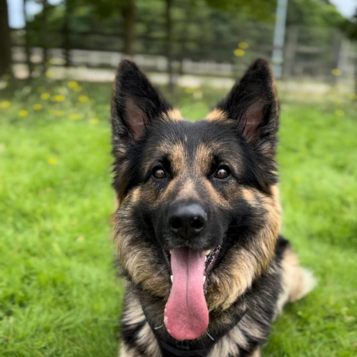 German Shepherd image 3