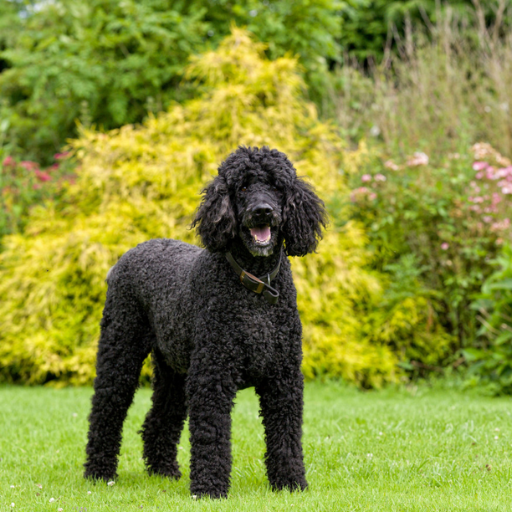 Giant Poodle image 2
