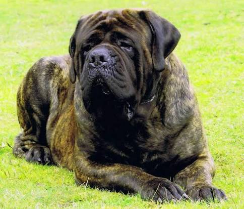 English Mastiff image 3
