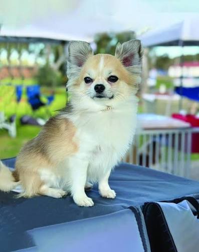 CHIHUAHUA image 2