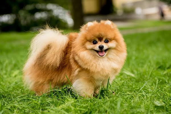 TOYPOM image 3