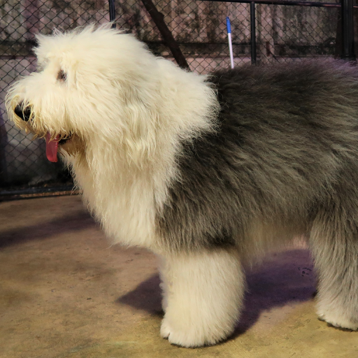 English Sheepdog image 2