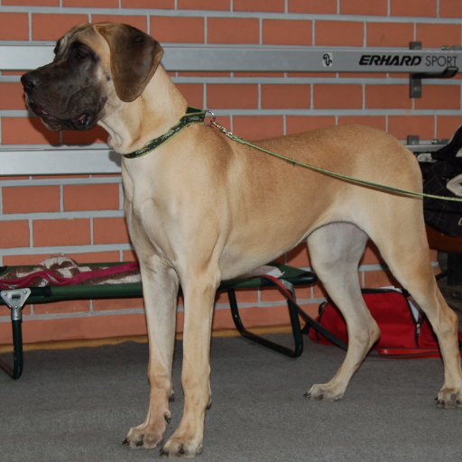 European Greatdane image 2
