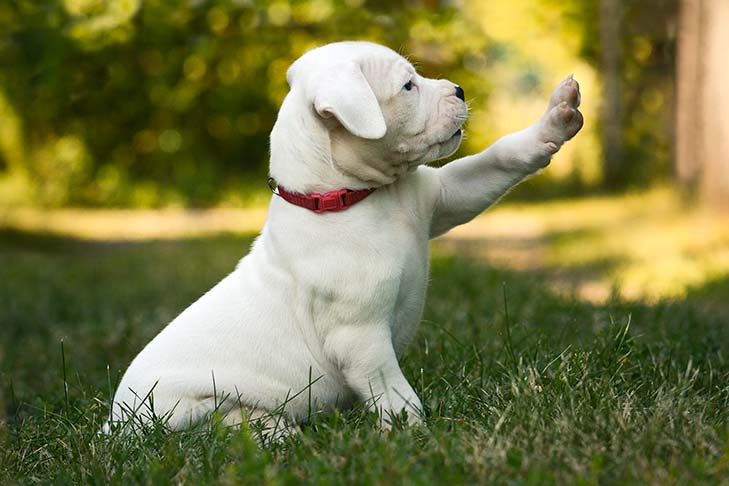 Dogo Argentino image 3