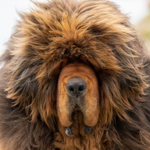 Tibetian Mastiff image 2
