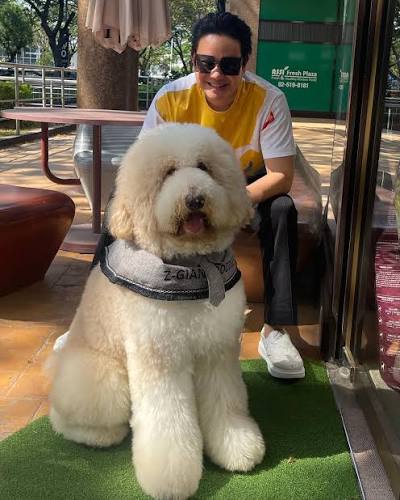 Giant Poodle image 3